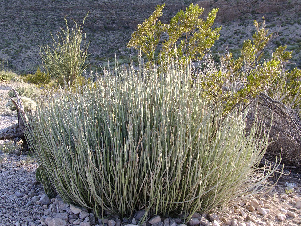 img-candelilla-biodiversidad